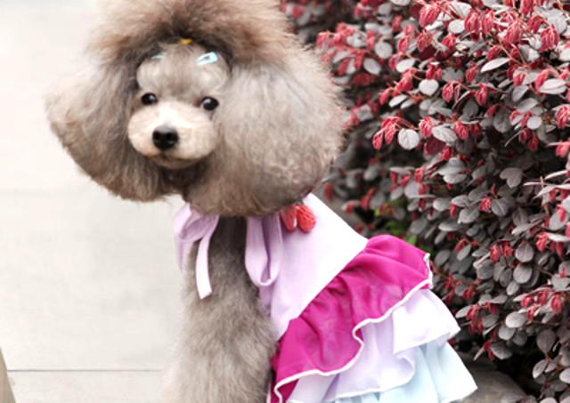 犬服をセミオーダーで制作するなら、おしゃれなハンドメイドの犬服を販売するMOKA'S natural cotton houseへ
